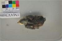 藏品(家燕)的圖片